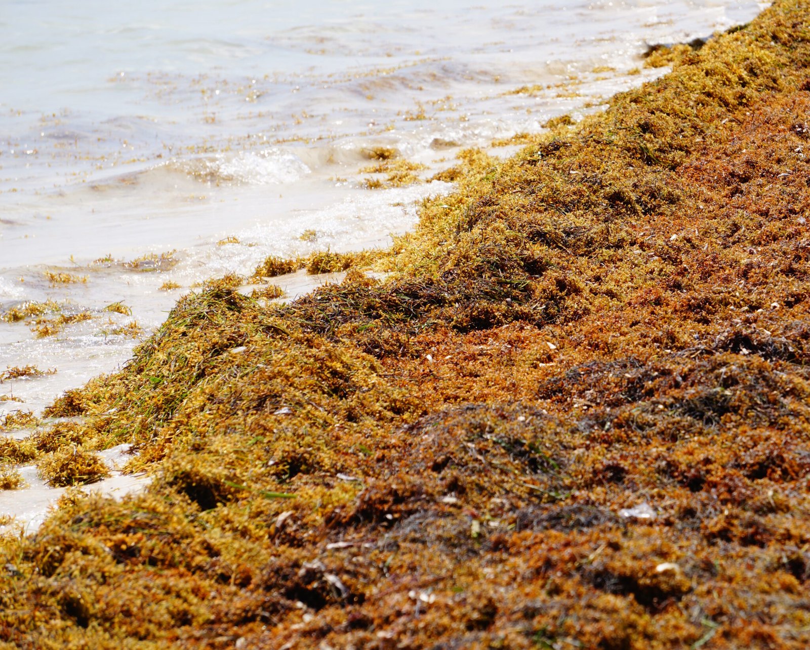 USA Puerto Rico Firm Rejection of Sargassum Use as Fertilizer