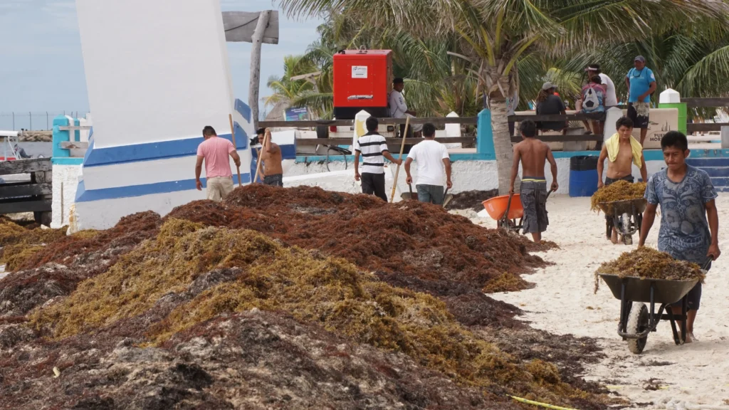 H₂S-sargassum-protection-sargassum-monitoring-mexico