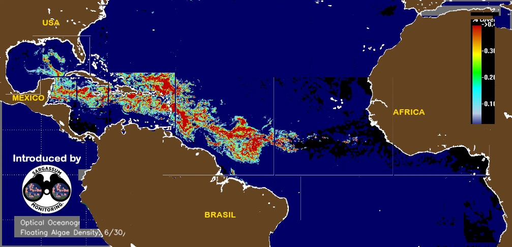 USF-Saws-forecast-sargassum-monitoring-map-08-July-2025