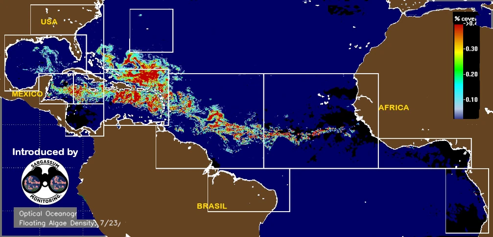 USF-Saws-forecast-sargassum-monitoring-map-31-July-2025