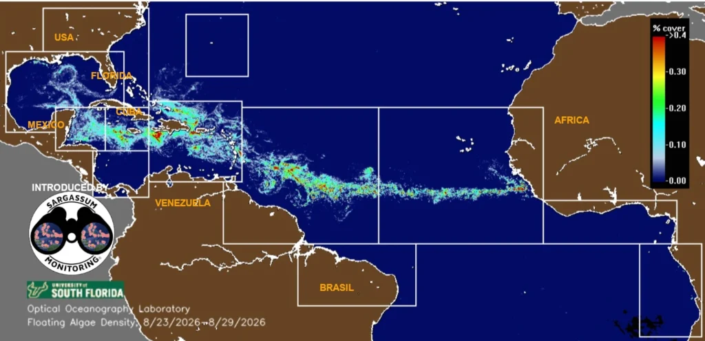 USF-Saws-forecast-sargassum-monitoring-map-30-aug-26