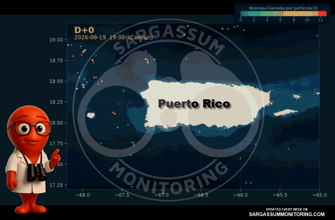 Puerto-rico-2--sargassum-forecast-sargazo-pronosticos