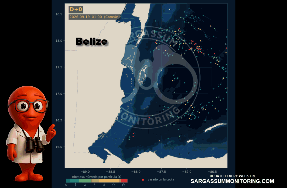 belize-sargassum-forecast-sargazo-pronosticos