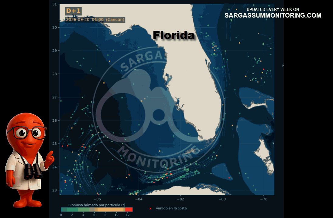 florida-sargassum-forecast-sargazo-pronosticos
