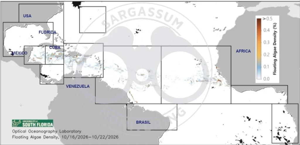USF-Saws-forecast-sargassum-monitoring-map-23-oct-26
