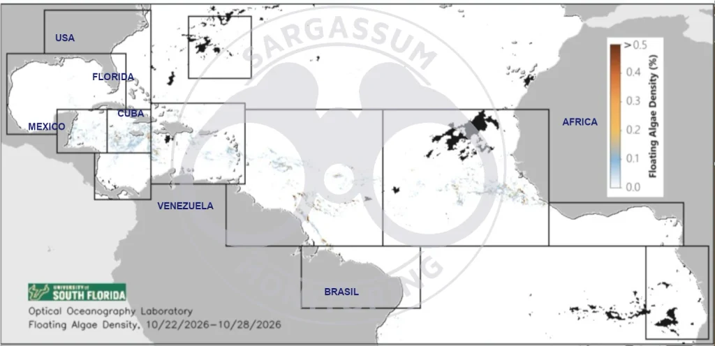 USF-Saws-forecast-sargassum-monitoring-map-29-oct-26