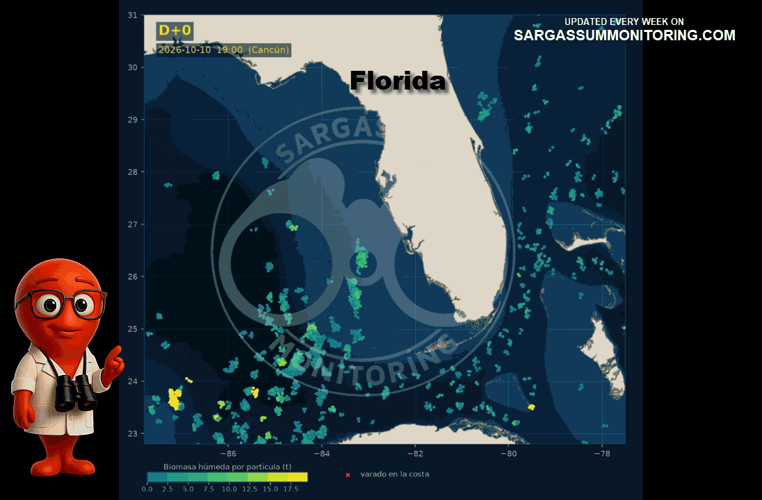 florida-sargassum-forecast-sargazo-pronosticos