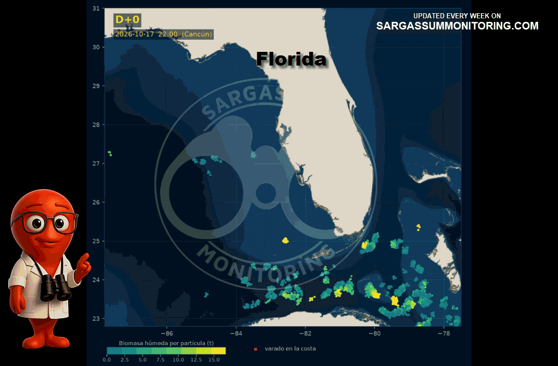 florida-sargassum-forecast-sargazo-pronosticos