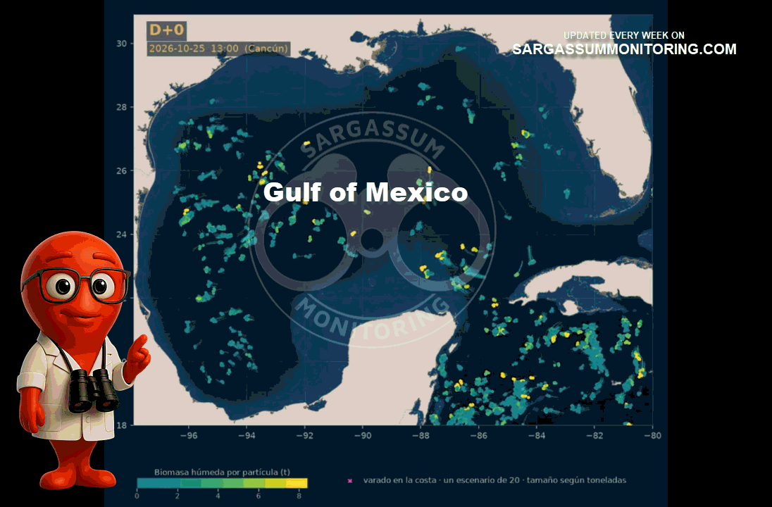 GIF - sargassum forecast jamaica- previsions sargasses jamaique-pronostico sargazo Gulf of Mexico - Gulf of America